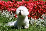 BICHON FRISE 631